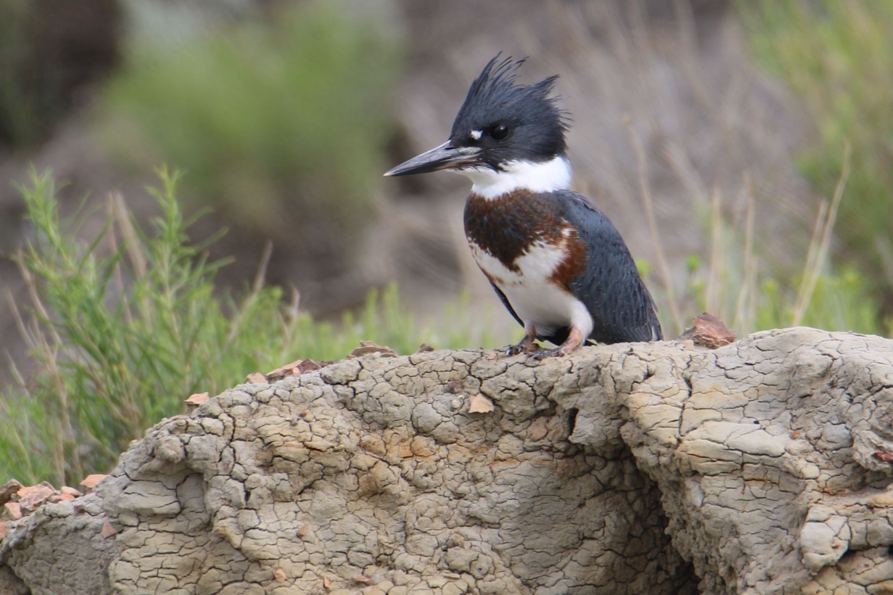 Belted Kingfisher